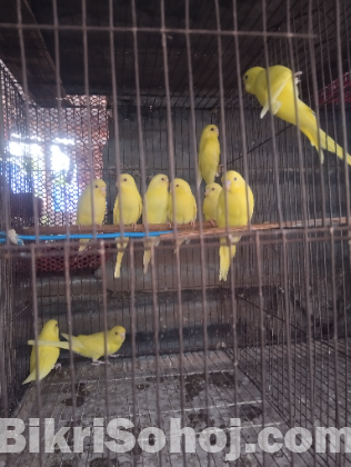 লোটিনো রেড আই বাজরিগার বেবি